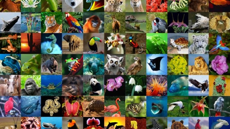 Animals & Plants(CITES)